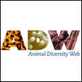 Animal Diversity Web icon