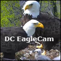 DC Eagle Cam icon