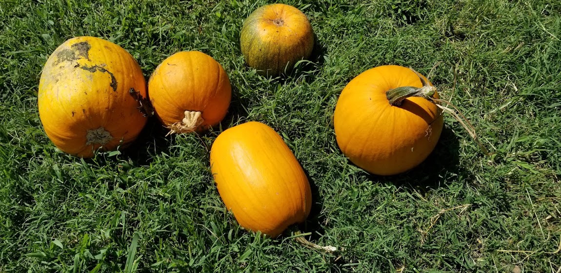 picture of pumpkin