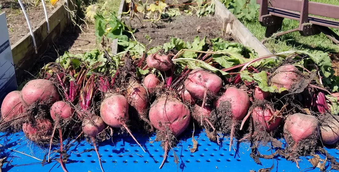 picture of beets