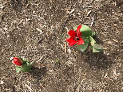 picture of tulips sprouting